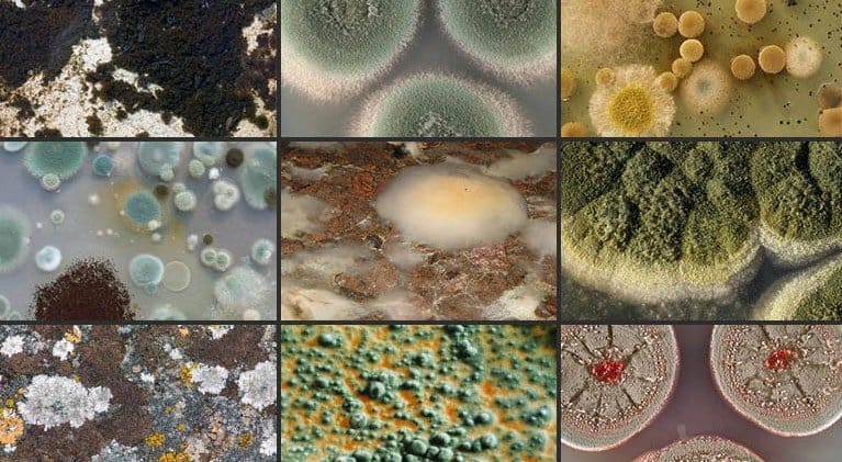Types Of Mold